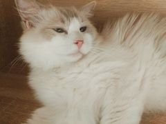 -藏猫猫咖啡主题馆(中央大道店)