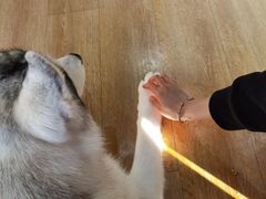 -Husky Go! 哈士奇体验馆·宠物咖啡厅狗咖