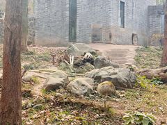 -都江堰中华大熊猫苑