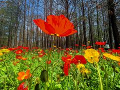 -上海共青森林公园