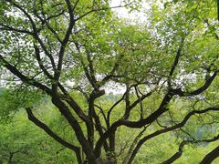 -北京西山国家森林公园