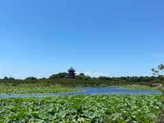 -上海海湾国家森林公园