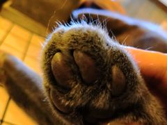 -海边的猫和咖啡馆