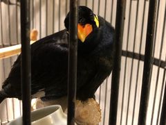 -清真·京华源铜锅涮肉(丰庆店)