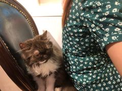 -猫小院猫主题餐厅(三里屯店)