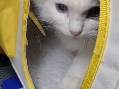 -乐琪宠物医院·犬猫专科·骨外科·急重症