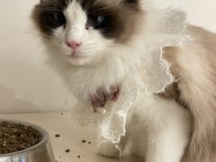 -怪兽屋·羊驼·猫咖·狗咖(俊华广场店)