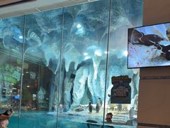 -帝企鹅自助餐厅•儿童岛•真企鹅(长隆企鹅酒店)