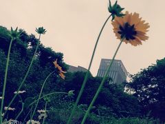 -后襄河公园