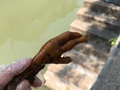 招牌卤鸡脚-鸡脚旮旯平江路店