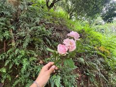 -广州白江湖森林公园