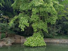 -嘉定紫藤园
