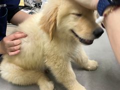 -爱侣宠医·鹦鹉专科·小型哺乳类·异宠专科(灵石路店)