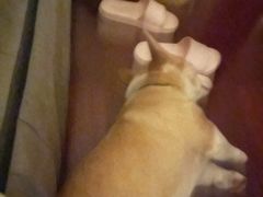 -宠物之家Pets Home 宠物寄养酒店