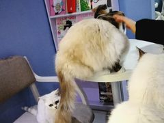 -喵的天空名猫咖啡馆·撸猫·猫舍·用品