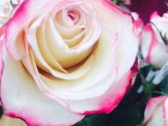 iphone_upload_pic-荷兰花海