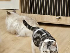 -有喵·猫咖·狗咖·30几只猫10只小狗(岗厦店)