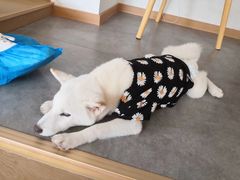 -南京Hallo宠物乐园·哈罗犬舍·柴犬繁育基地