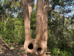 -上海佘山国家森林公园天马山园