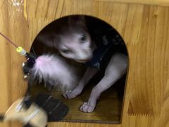 -猫咪咖啡·猫咖(万达广场店)