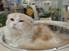 -喵园·猫主题咖啡厅·撸猫·猫咖(国贸店)