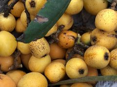 -塘栖枇杷特色园区