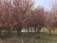 -梁鸿国家湿地公园