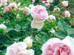 -人民公园(罗湖区)