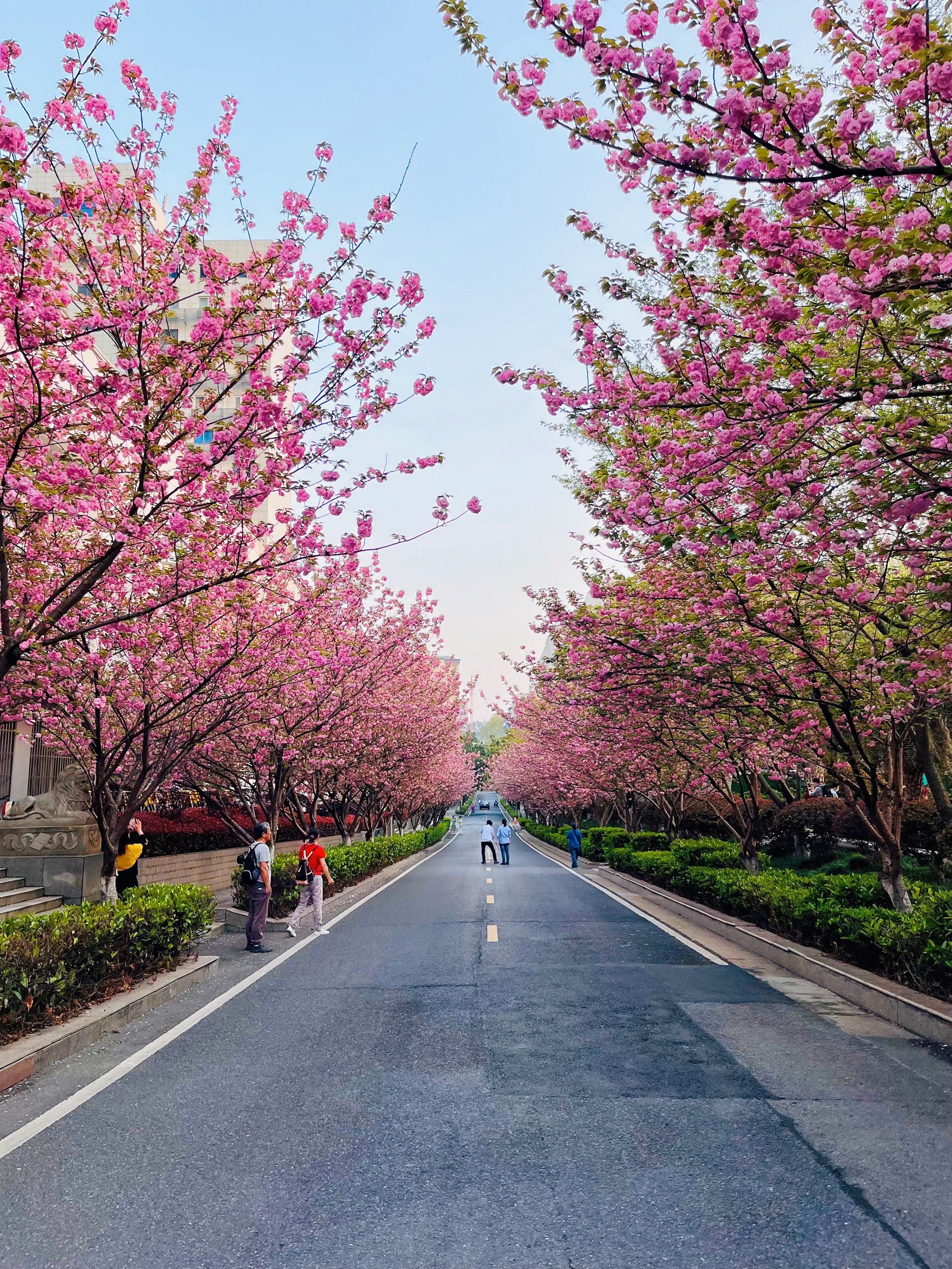 天天领红包 趁着大家都去樱花园武汉大学的时候来东四路看看樱花械览