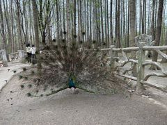 -昆山城市生态森林公园