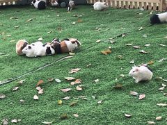 -秀丽东方