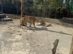 -上海野生动物园老虎餐厅
