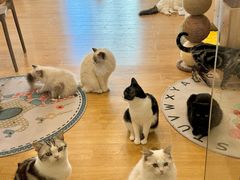 -有喵·猫咖·狗咖·30几只猫10只小狗(岗厦店)