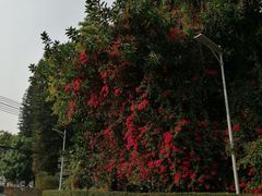 -十九路军淞沪抗日阵亡将士陵园