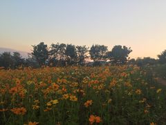-黄色小屋