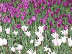 -长春公园(普阳街道)