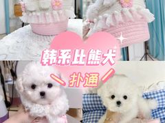 -萌宠之家·腊肠犬·马尔泰·小体犬舍