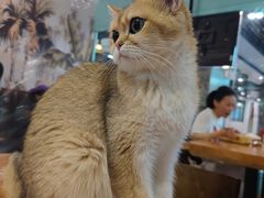 -猫小院猫主题餐厅(三里屯店)