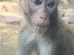 -深圳野生动物园
