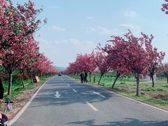 -天王浮山樱花园