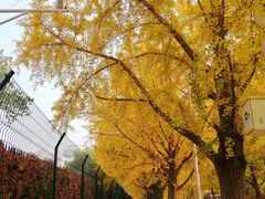 -三里屯东五街银杏大道