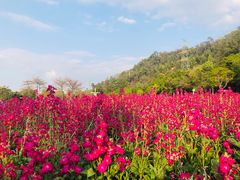 -顺峰山公园