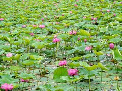 -上海鲜花港