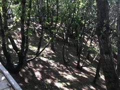-六里坪国家森林公园