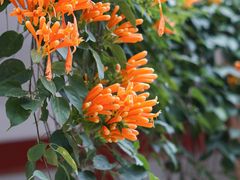 -桃花涧