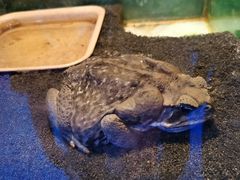 -上海大自然野生昆虫馆