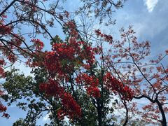 -攀枝花公园