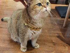 -绒爪撸猫下午茶·猫咖