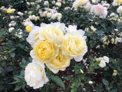 -人民公园(罗湖区)