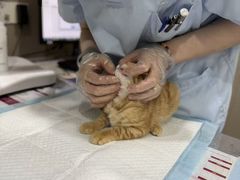 -四月宠物医院·猫专科·心脏专科·内科(转塘店)